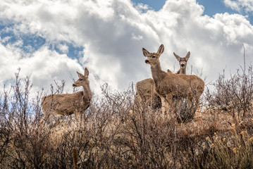 deer at reservoir ridge