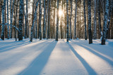 Fototapeta  - The winter forest under snow. The wood in Siberia in the winter. The wood in Russia in the winter.