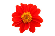  Red Flower  With Petals Of Orange On A White Background