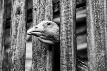 Curious Brown Goose Peeping From Behind A Wooden Fence.