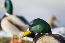 Ducks Feeding-Salaspils Town Pond, Winter Time