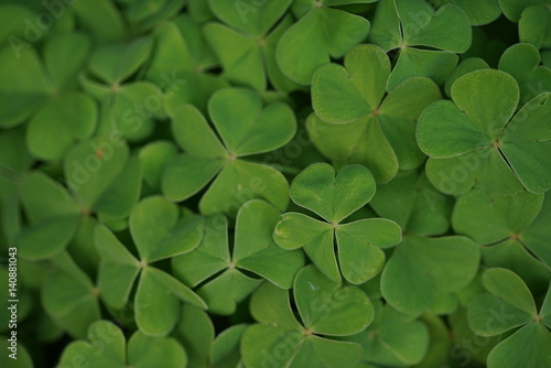 Photo Clover leaves background