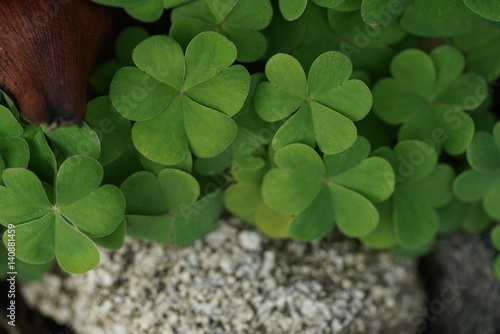 Clover leaves background Canvas Print
