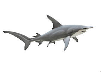 Wall Mural - The Great Hammerhead Shark - Sphyrna mokarran is dangerous predatory fish. Animals on white background.