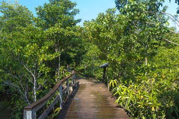 wooden path way in forest at Thapom, Klong Song Nam, Krabi, Thailand