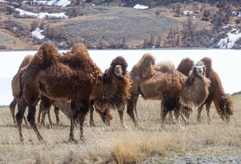 Poster - Herd of Bactrian