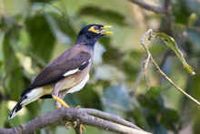 Image Of Common Mynah Bird On The Branch On Nature Background. Wild Animals.
