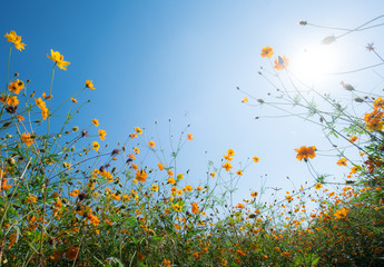 Wall Mural - Yellow cosmos flower and blue sky