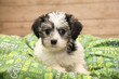  Yorkiepoo puppy with green blanket and wooden background