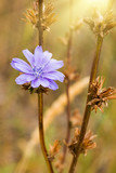 Fototapeta Dmuchawce - Beautiful chicory flower in autumn. Sunny day