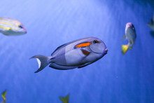 Orangespot Surgeonfish Underwater