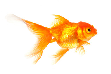 Canvas Print - Goldfish isolated on white background