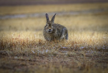 Wild Gray Cottontail Bunny Rabbit With Rain Drops On Fur Looking, Making Eye Contact. Field, Meadow After The Rain. Closeup. Copy Space.