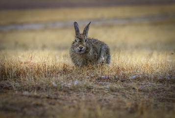 Wall Mural - Wild gray cottontail bunny rabbit with rain drops on fur looking, making eye contact. Field, meadow after the rain. Closeup. Copy space.