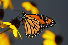 Monarch Butterfly Feeding On Yellow Cone Flower