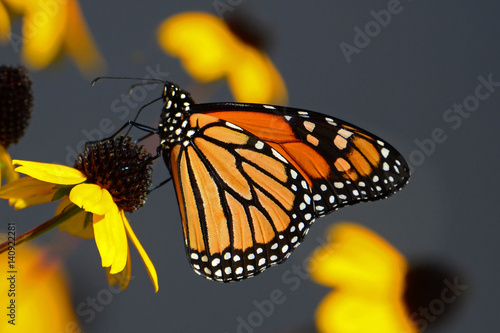 Zdjęcie XXL Monarchiczny motyli karmienie na koloru żółtego rożka kwiacie