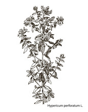 Vector Images Of Medicinal Plants. Detailed Botanical Illustration For Your Design. Hypericum