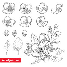 Vector Set With Outline Jasmine Flowers, Bud And Leaves In Black Isolated On White Background. Ornate Floral Elements For Spring Design And Coloring Book. Jasmine Flower In Contour Or Line Art Style.