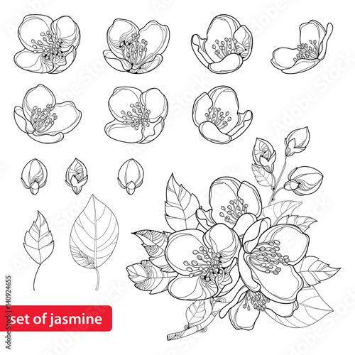 Fotografie, Obraz Vector set with outline Jasmine flowers, bud and leaves in black isolated on white background