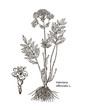 Valeriana officinalis. Hand drawn vector botanical illustration of valerian on white background. Wild grasses and flowers.