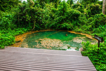 Wall Mural - Warm water pond in Phu Sang national park