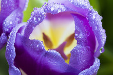 Morning Dew On A Tulip Purple Detail