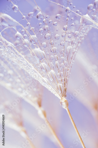 makrofotografia-kropel-rosy-na-dmuchawcu