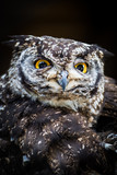 Fototapeta Zwierzęta - Black and white owl
