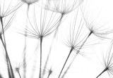 Fototapeta Dmuchawce - Abstract macro photo of plant seeds. Black and white