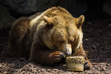 Brown Bear Eating In Captivity