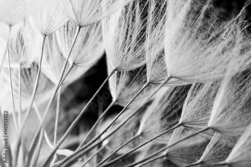 Obraz w ramie Abstract macro photo of plant seeds. Black and white