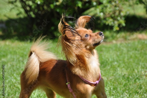 Toy Terrier Russe Petit Chien Russe Buy This Stock Photo
