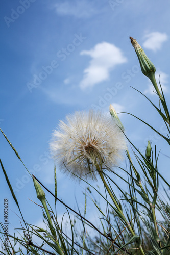 Obraz w ramie Dandelion close up against the blue sky