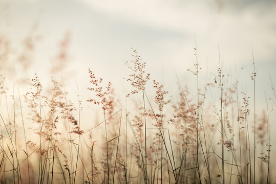 Fototapete - Mission grass at sunset or sunrise, Grass flower,vintage tone.