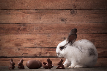 rabbit with chocolate eggs and flowers on wooden background