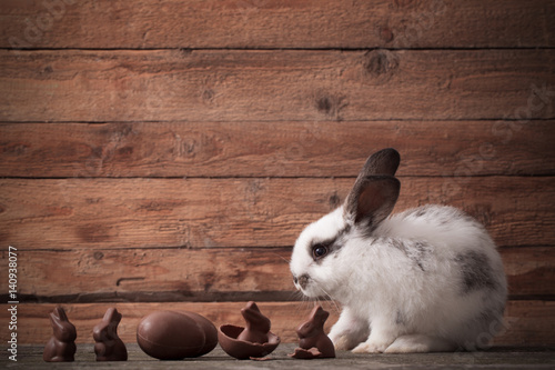 Zdjęcie XXL królik z czekoladowymi jajkami i kwiatami na drewnianym tle