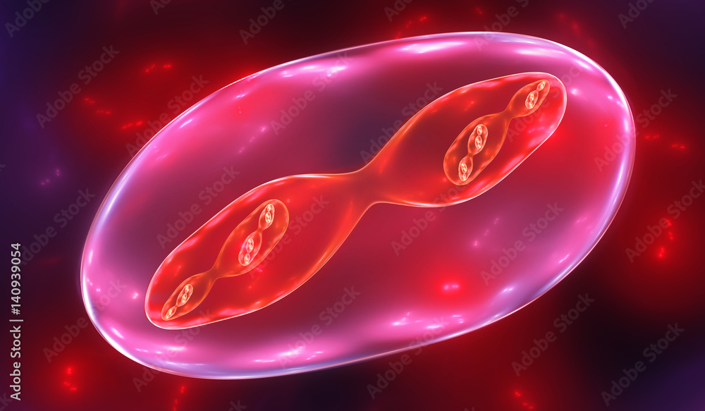 Cell Division - Mitosis and Meiosis, illustration Stock Illustration ...