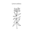 Lemon verbena aromatic and medicinal plant.