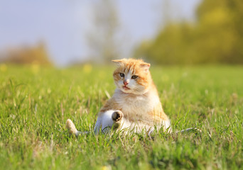  happy red cat lying on green grass on meadow