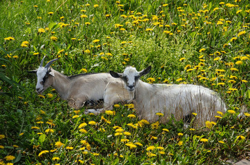 two goats on the field of dandelions