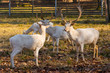 Herd of white fallow deer in nature at sunset. Fallow deer in rut. Latin name - Dama dama. Rare albino fallow deer.