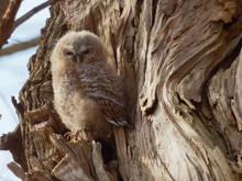 Young Tawny Owl - Strix Aluco