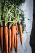 © Regan Baroni - Carrots