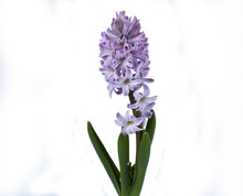 Blooming Purple Hyacinth , Isolated On White Background