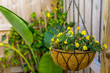 Hanging Basket of Yellow Flowers