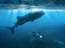 Freediving With Whale Sharks