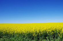 Canola Field At South Of Portugal