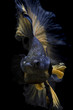 Angry betta fish. Siamese fighting fish isolated on black background.