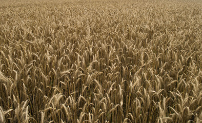 wheat field before harvest on a summer day