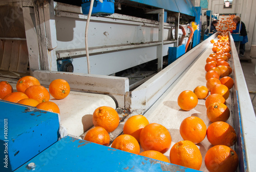 Fotografie, Obraz The working of orange fruits: just cleaned and waxed tarocco oranges on the carr
